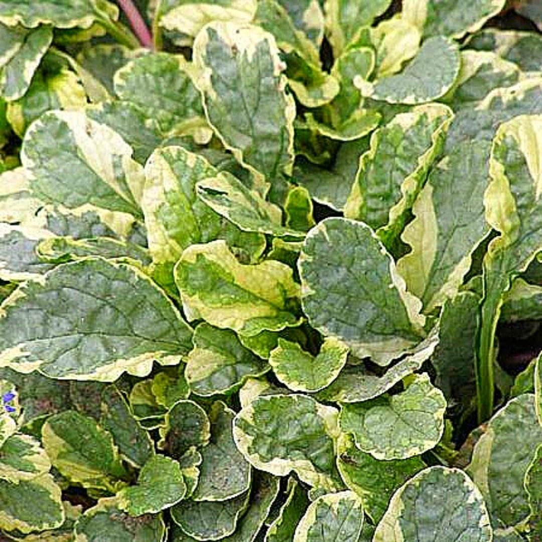 Живучка ползучая variegata