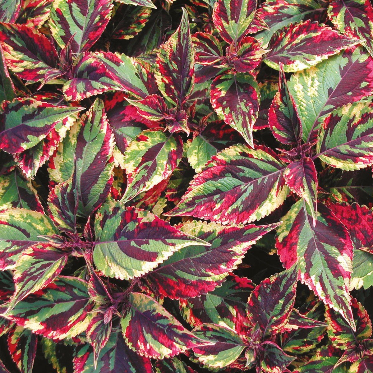 Колеус Пумила Coleus pumila