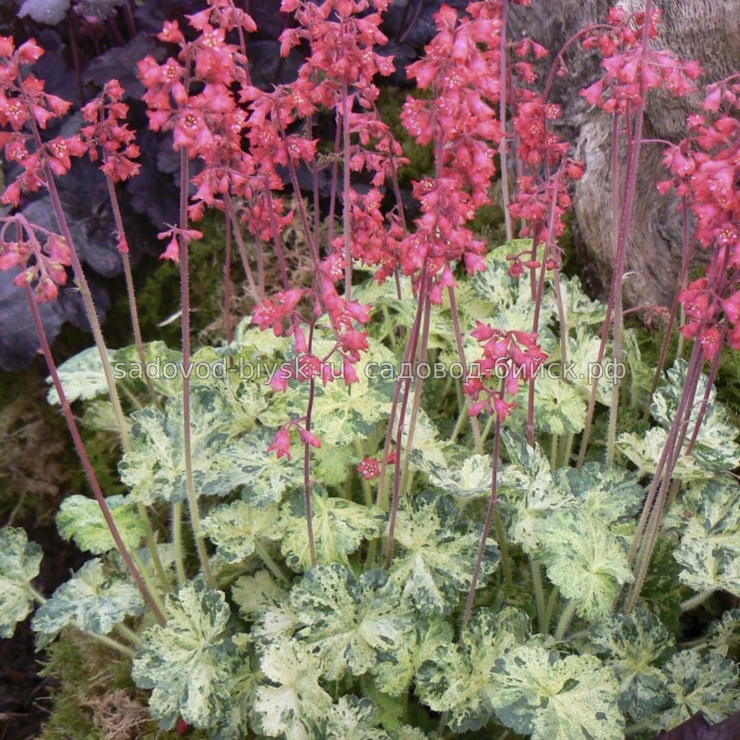 Гейхера Heuchera Hercules