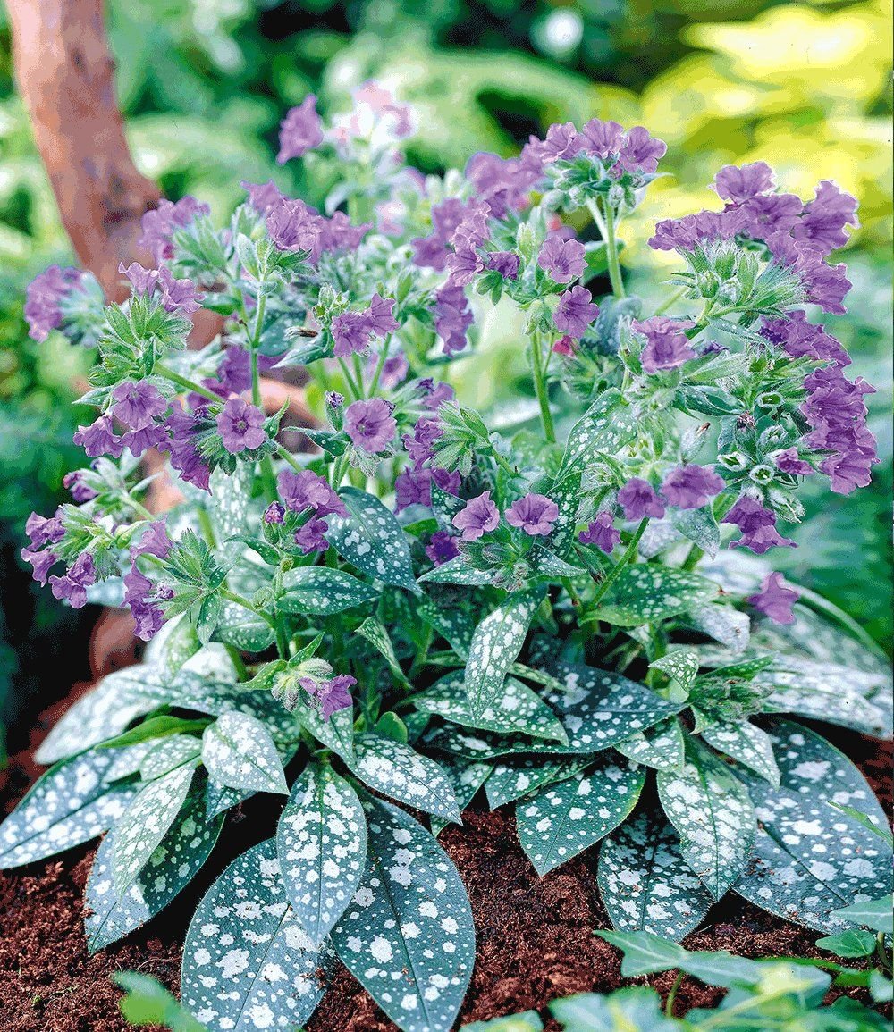 Pulmonaria Trevi Fountain