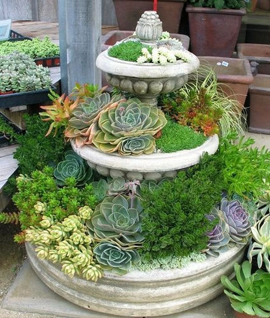 Клумба из суккулентов