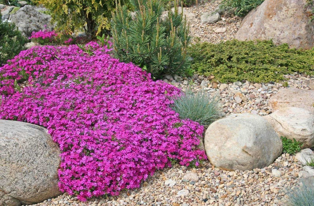 Флокс шиловидный Drummond Pink