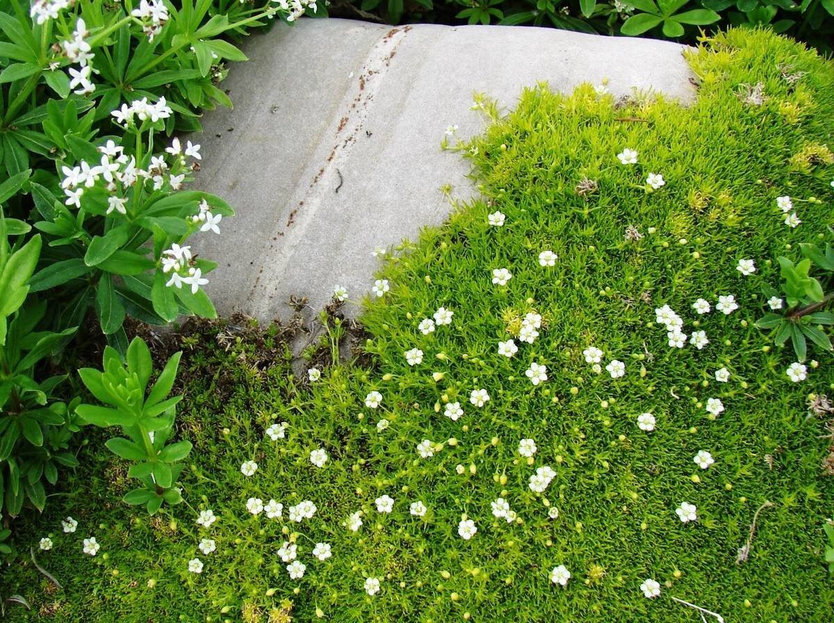 Мшанка шиловидная (s. subulata)