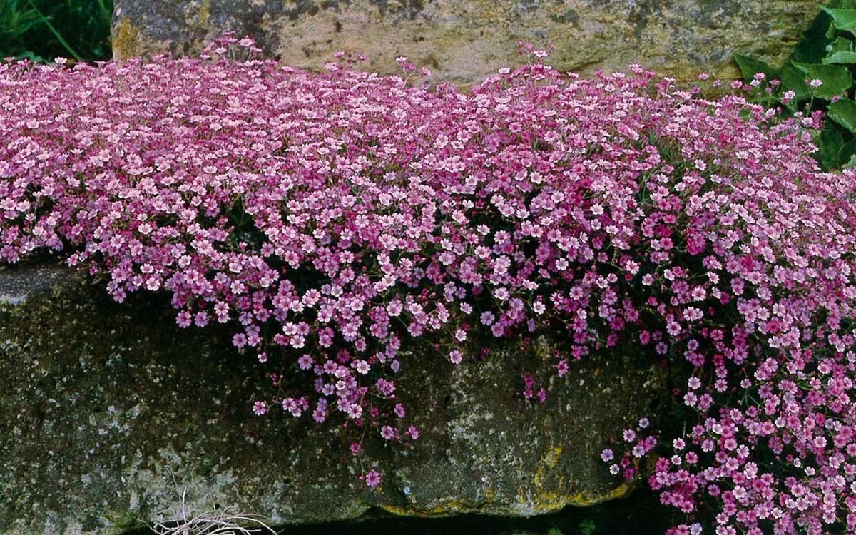 Гипсофила repens Alba