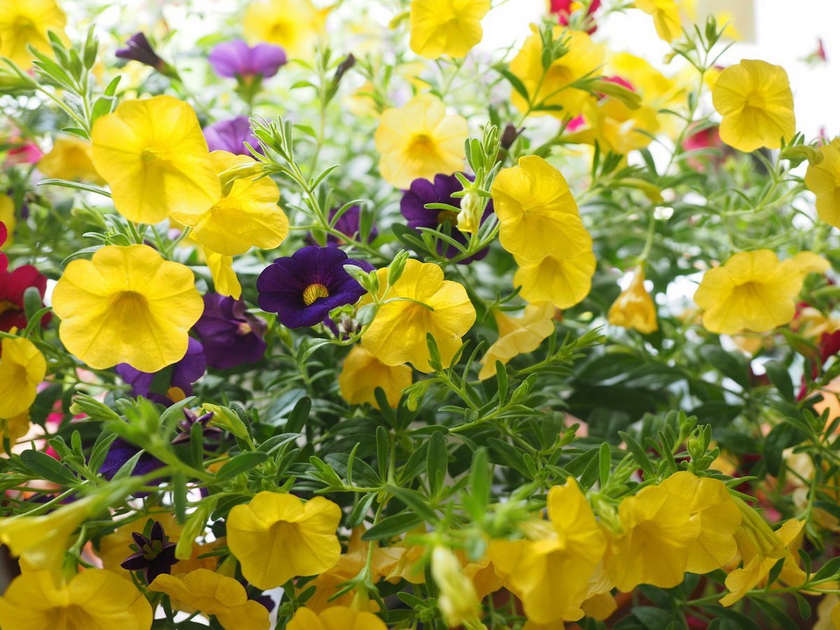 Калибрахоа Calibrachoa Nio Yellow