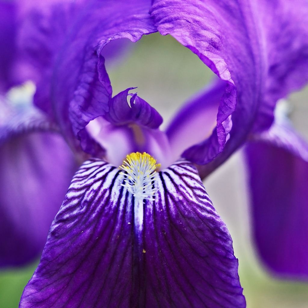 Iris 919 фиолетовый