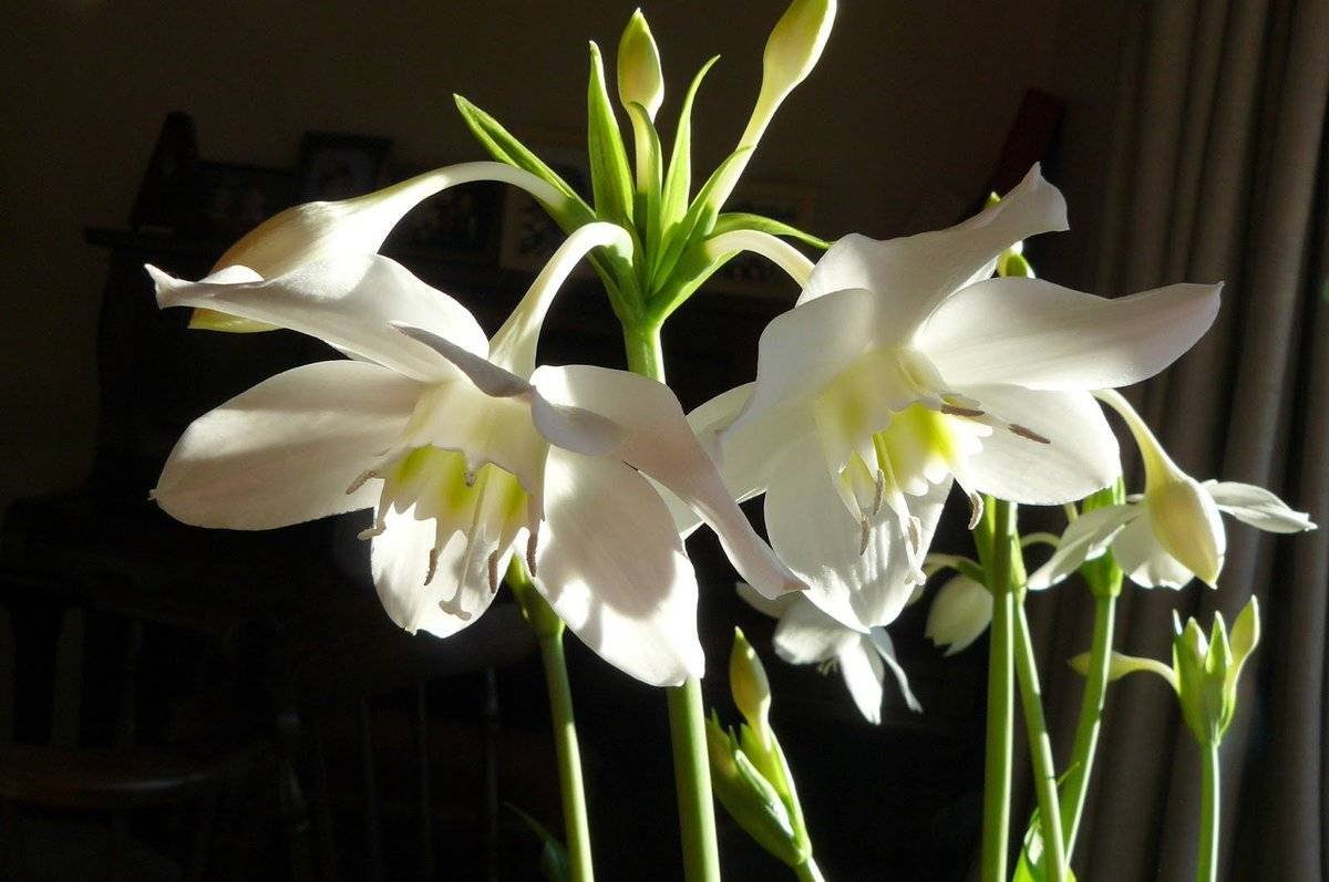 Эухарис grandiflora