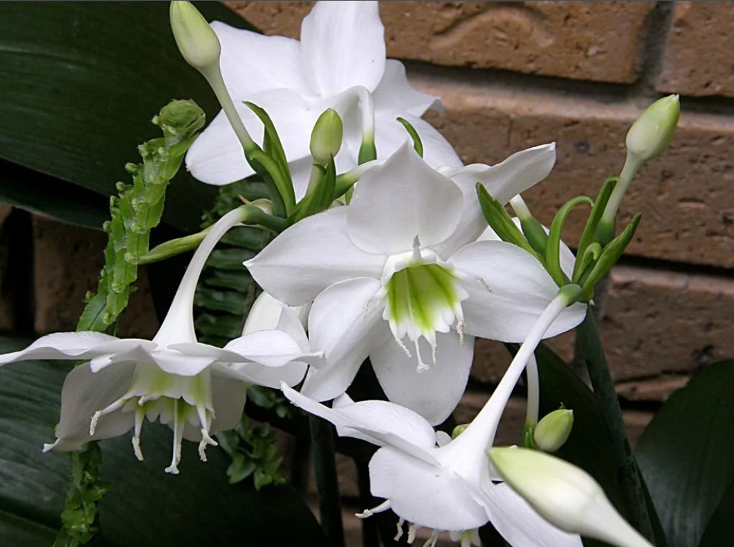 Эухарис крупноцветковый (Eucharis grandiflora)