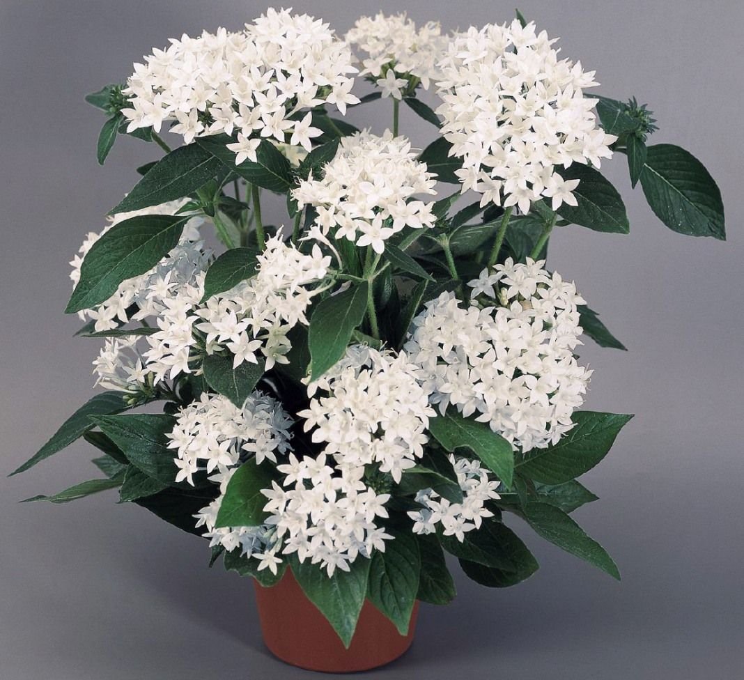 Пентас ланцетовидный (Pentas lanceolata)