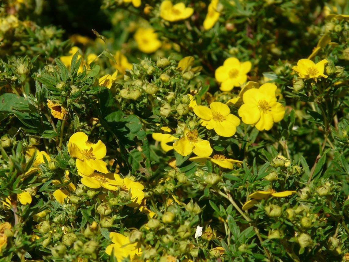 Лапчатка (dasiphora fruticosa