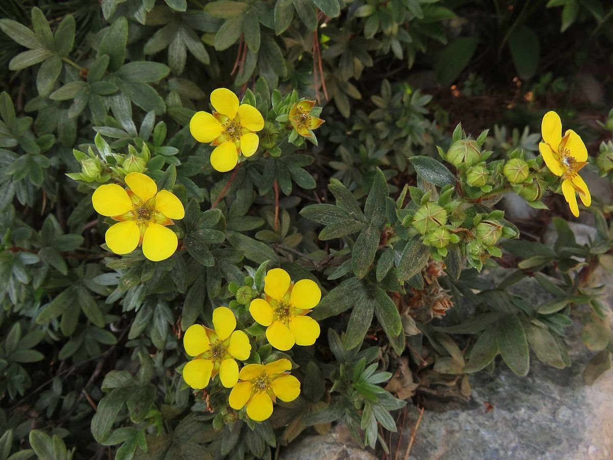 Лапчатка (Potentilla)