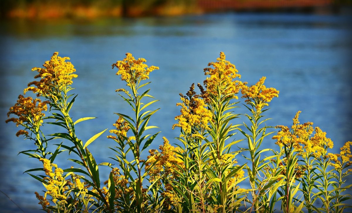 Золотарник обыкновенный (Solidago virgaurea