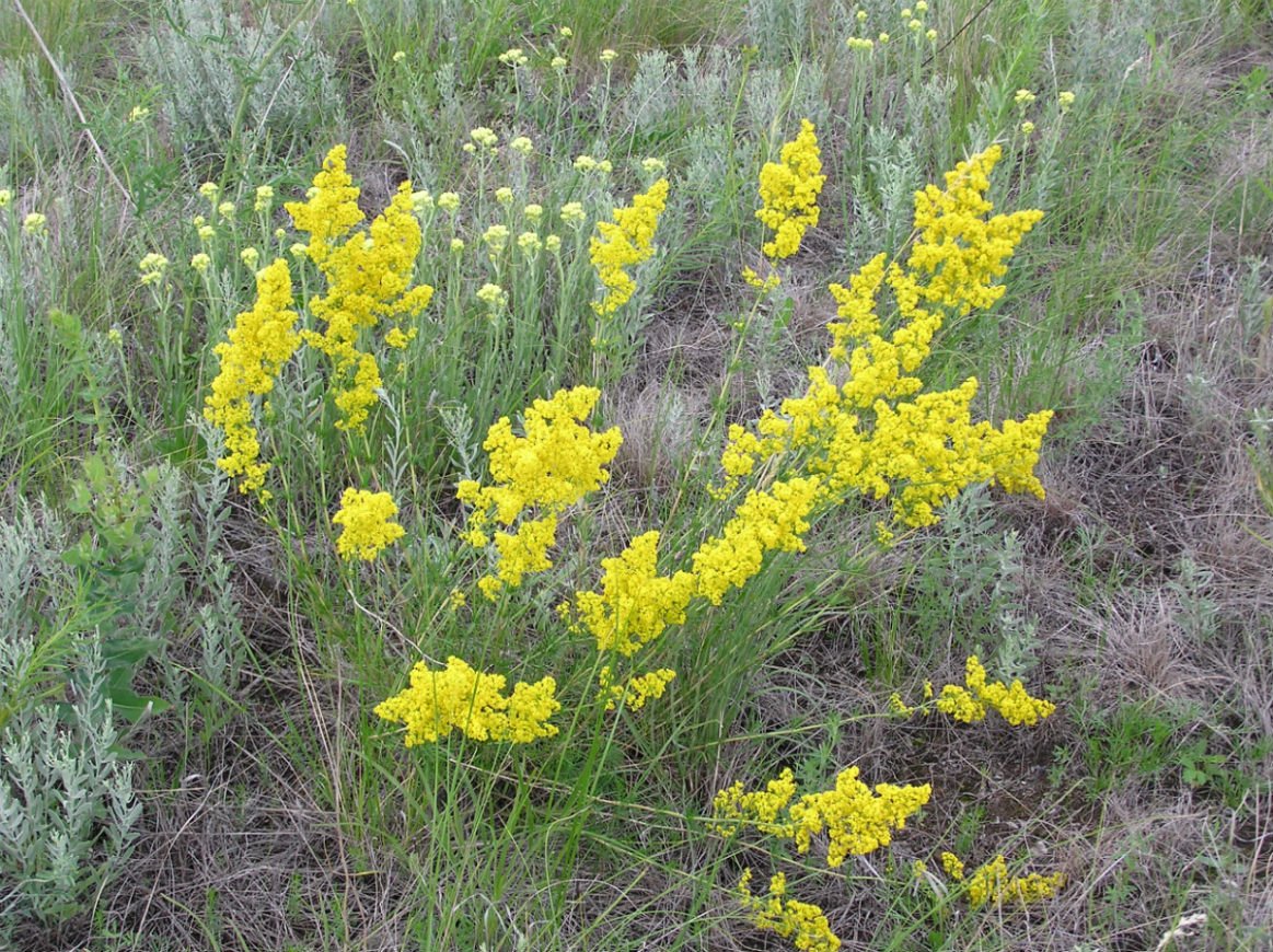Подмаренник настоящий Galium Verum