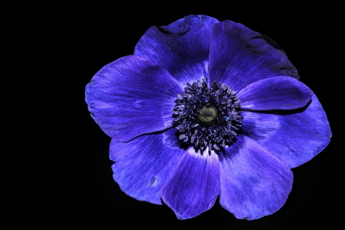 Anemones цветы синие