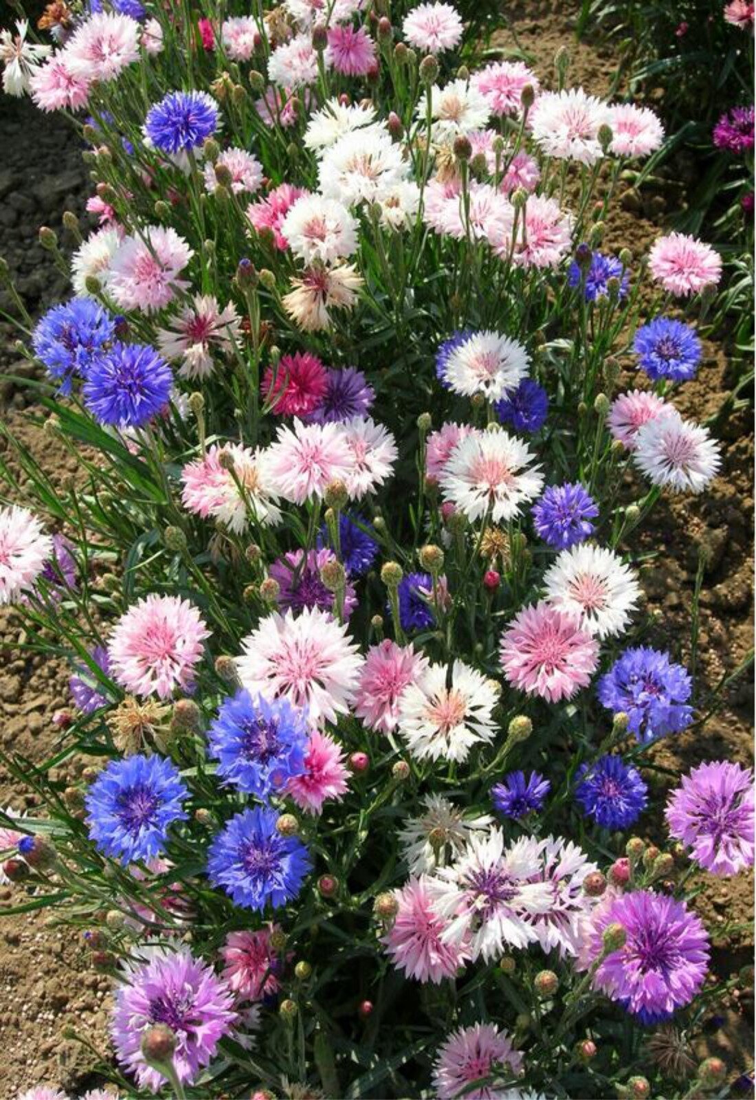 Василек махровый Centaurea cyanus