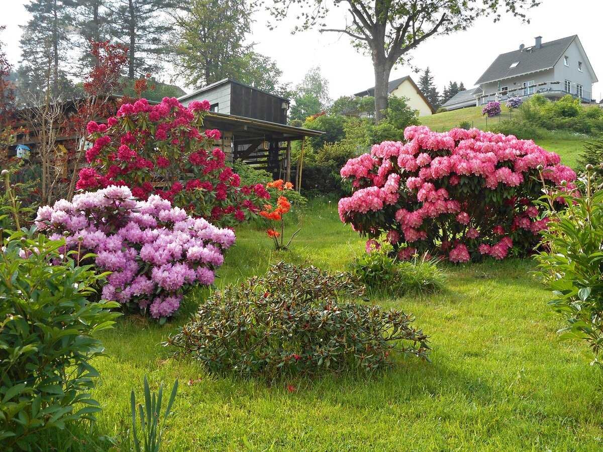 Рододендрон и гортензия
