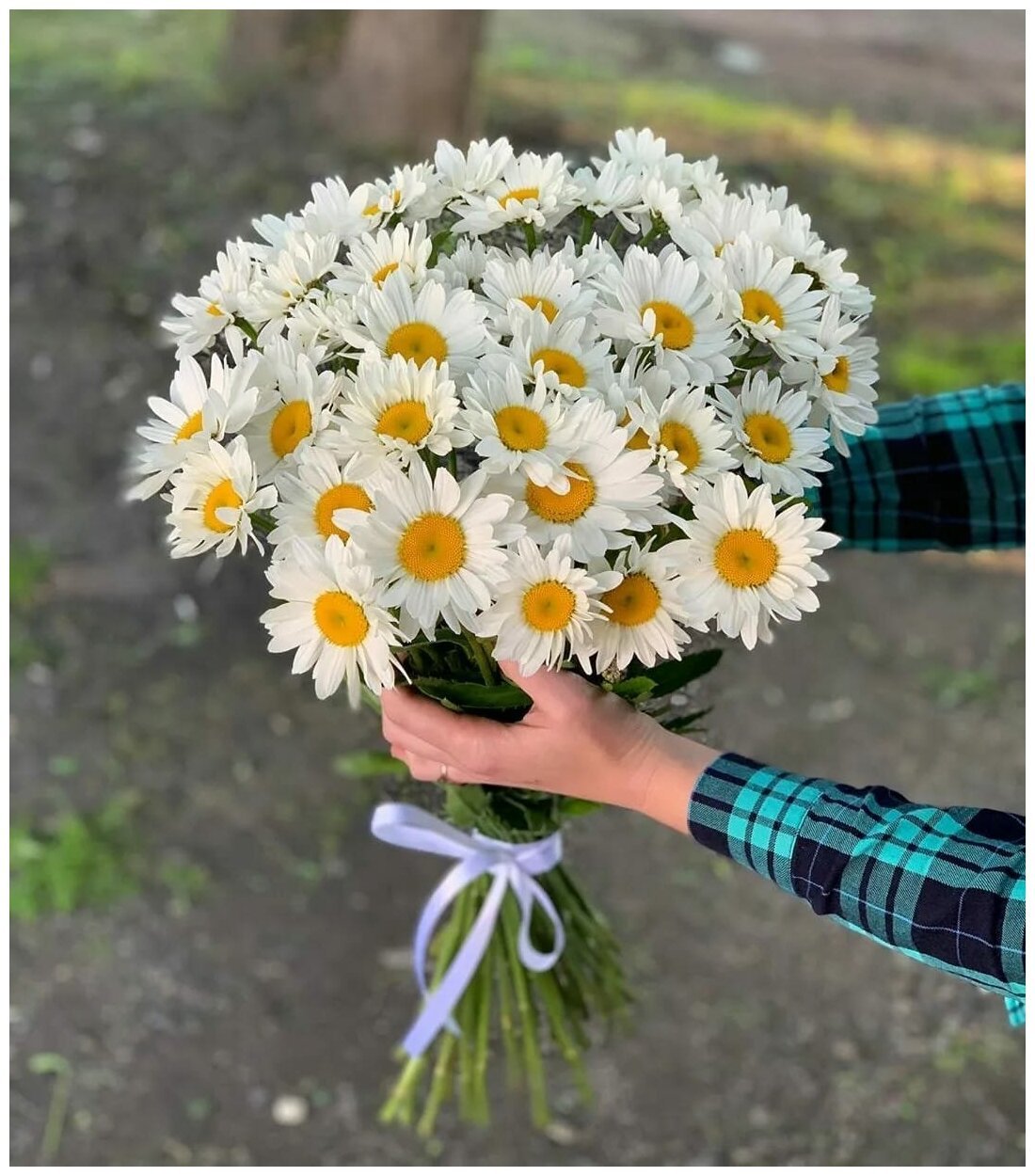 Букет из 51 ромашки