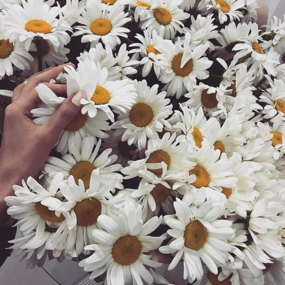 Селфи с ромашками