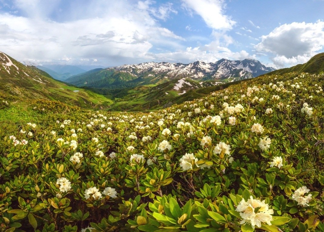 Альпийские Луга Абхазия