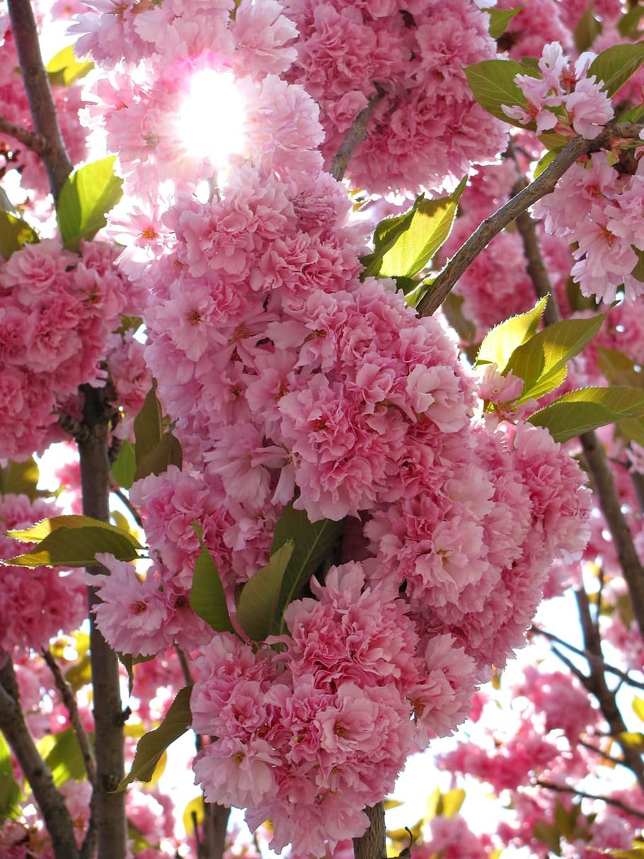 Сакура кустарник