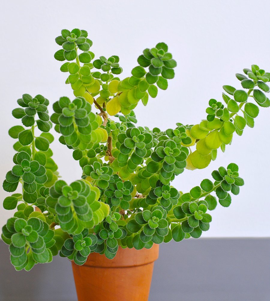 Плектрантус Oregano растение