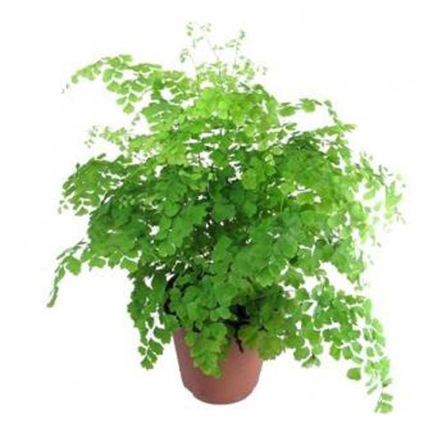Адиантум rad fragrans