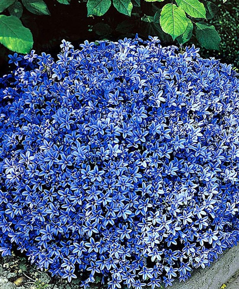 Campanula portenschlagiana