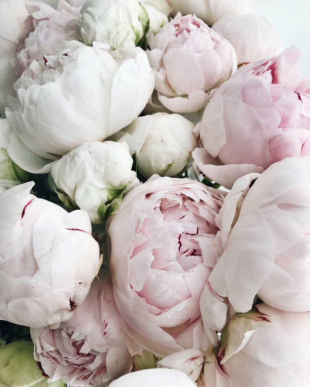 Пион Rose Pearl