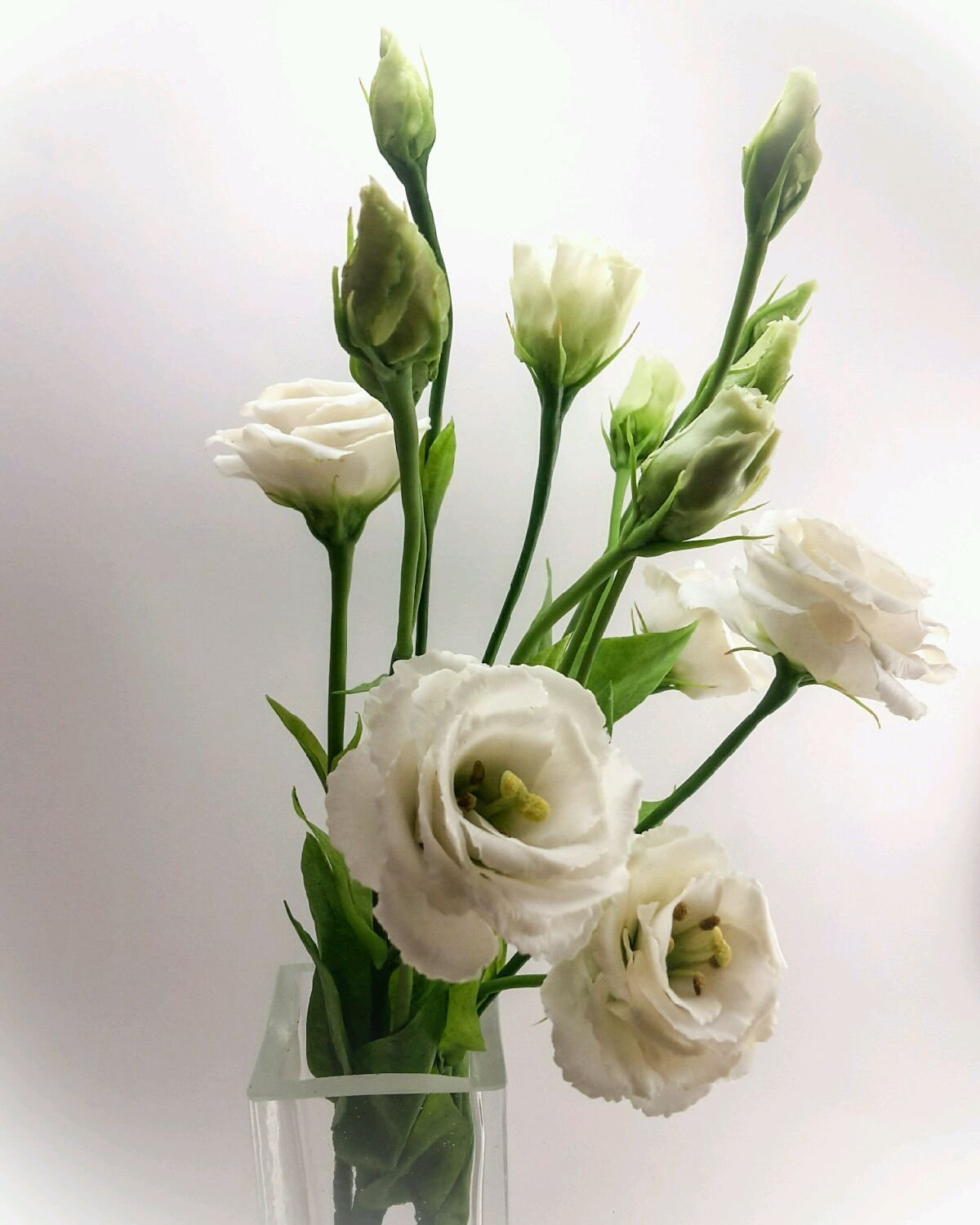 Эустома (Lisianthus)