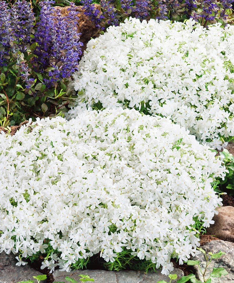 Флокс шиловидный (Phlox subulata)
