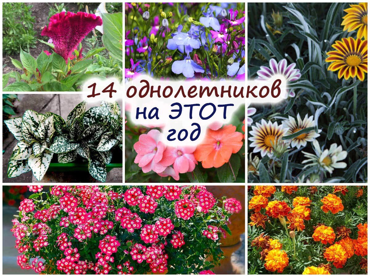 Однолетние растения цветы