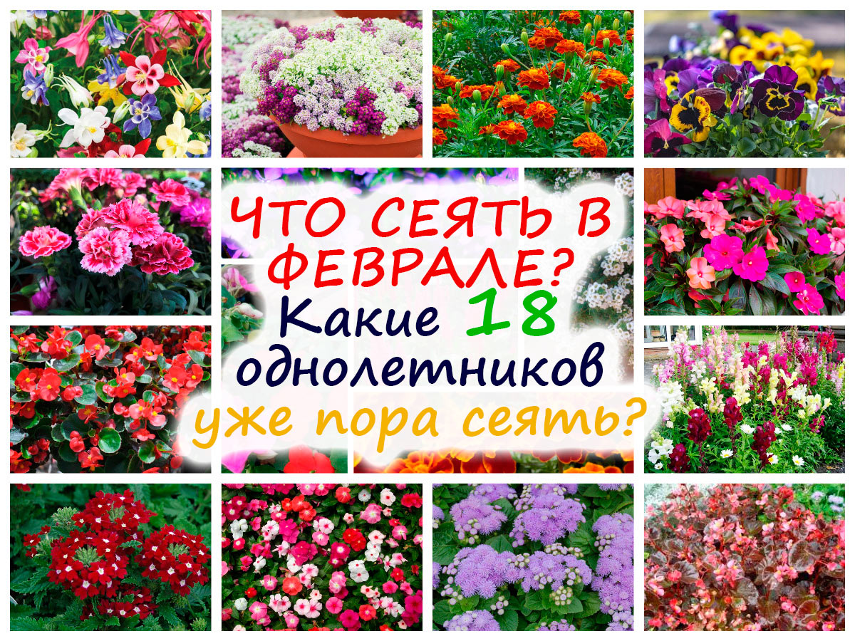 Цветы на рассаду в феврале