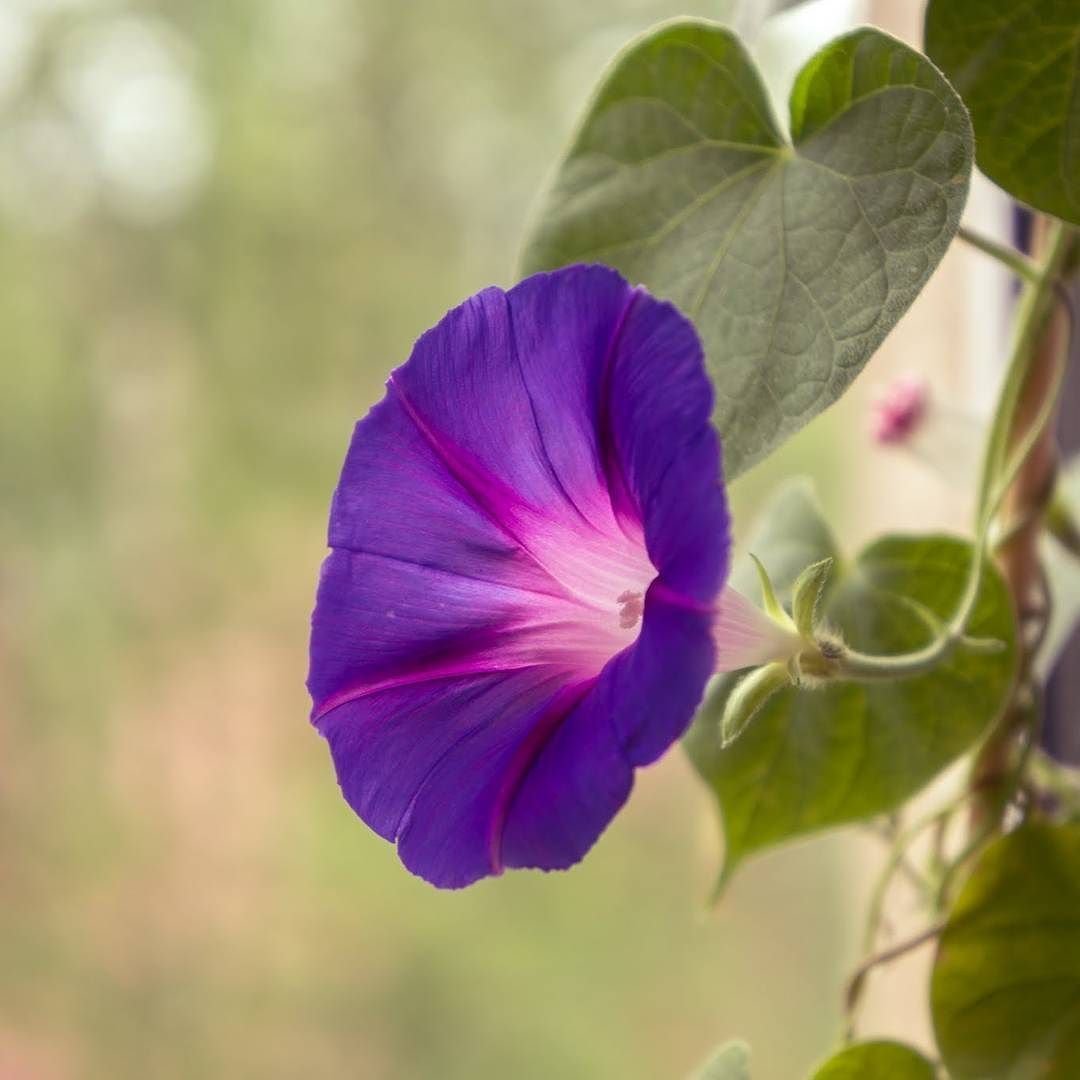 Ипомея плющевидная (Ipomoea hederacea l.)