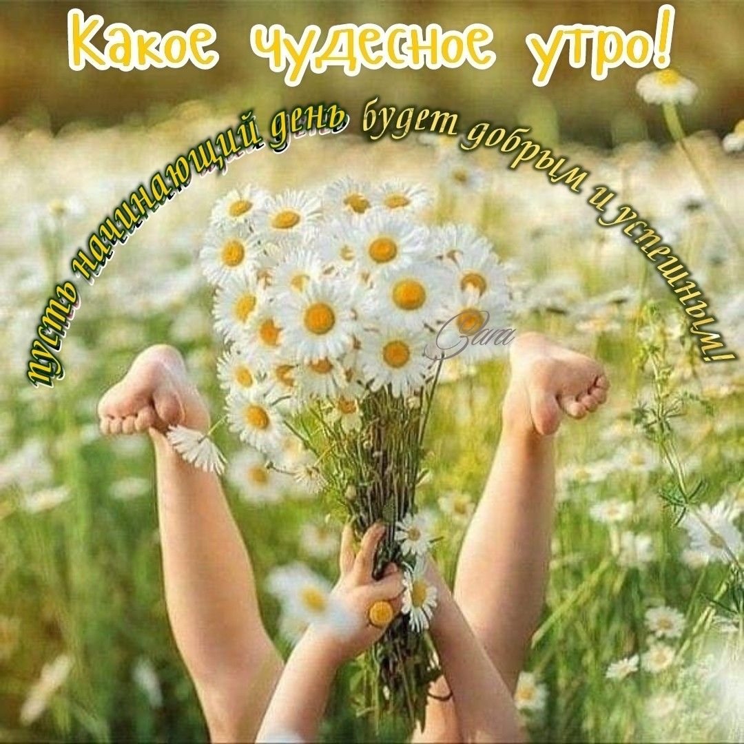 Букет ромашек в поле