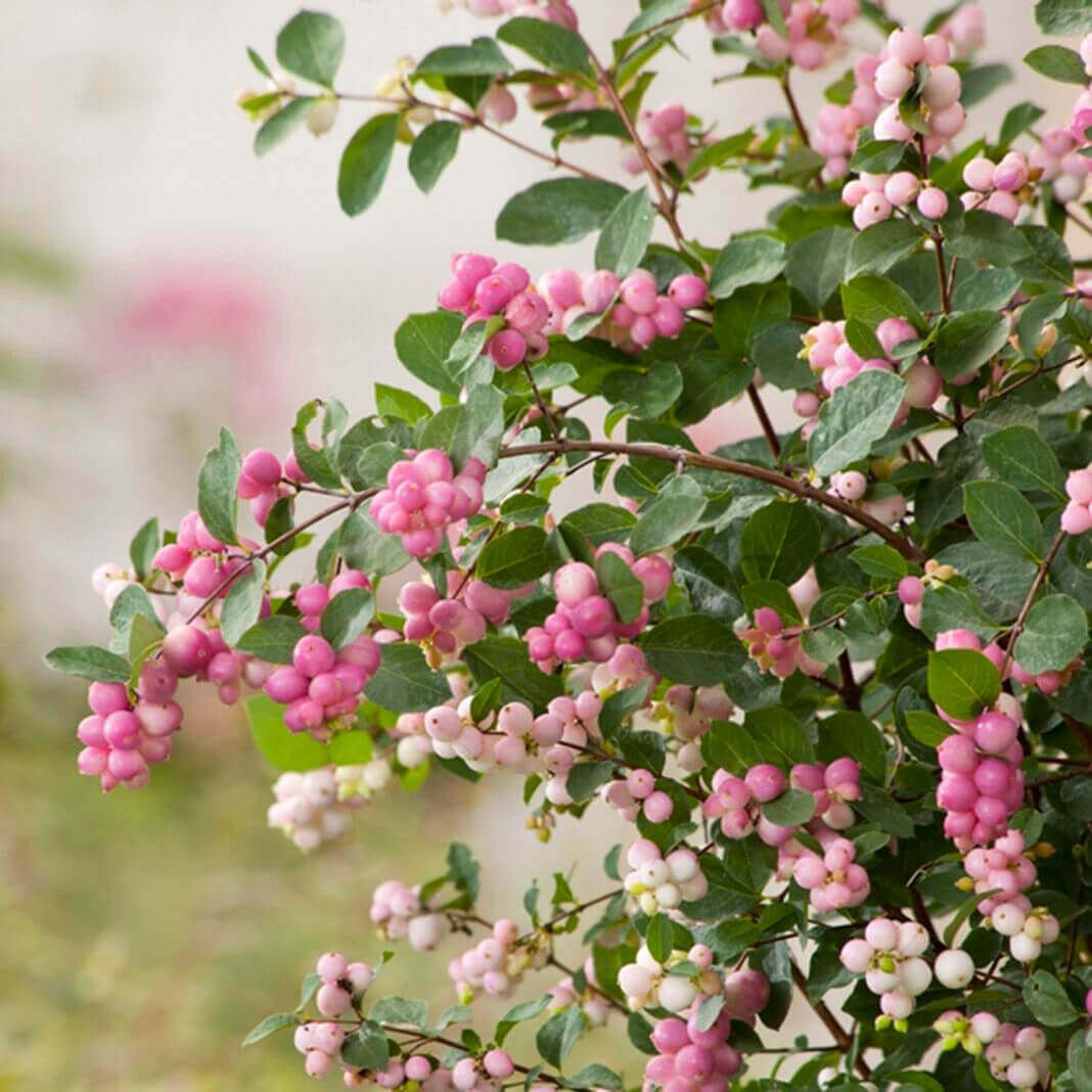 Высокий кустарник с розовыми цветами