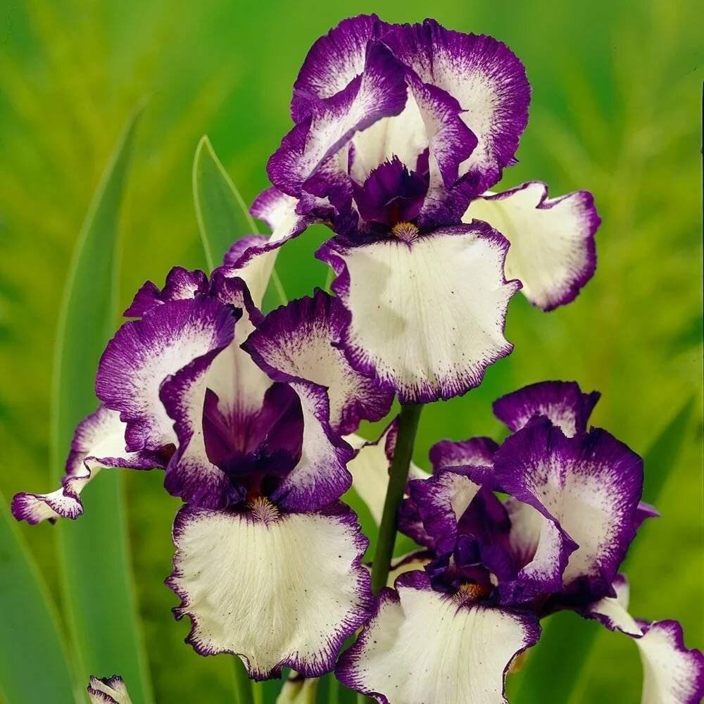 Iris Germanica loop the loop Ирис Германика