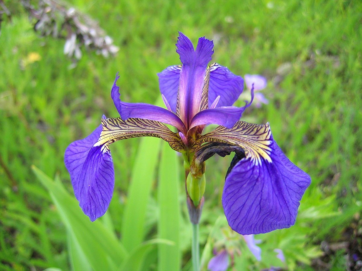Касатик setosa