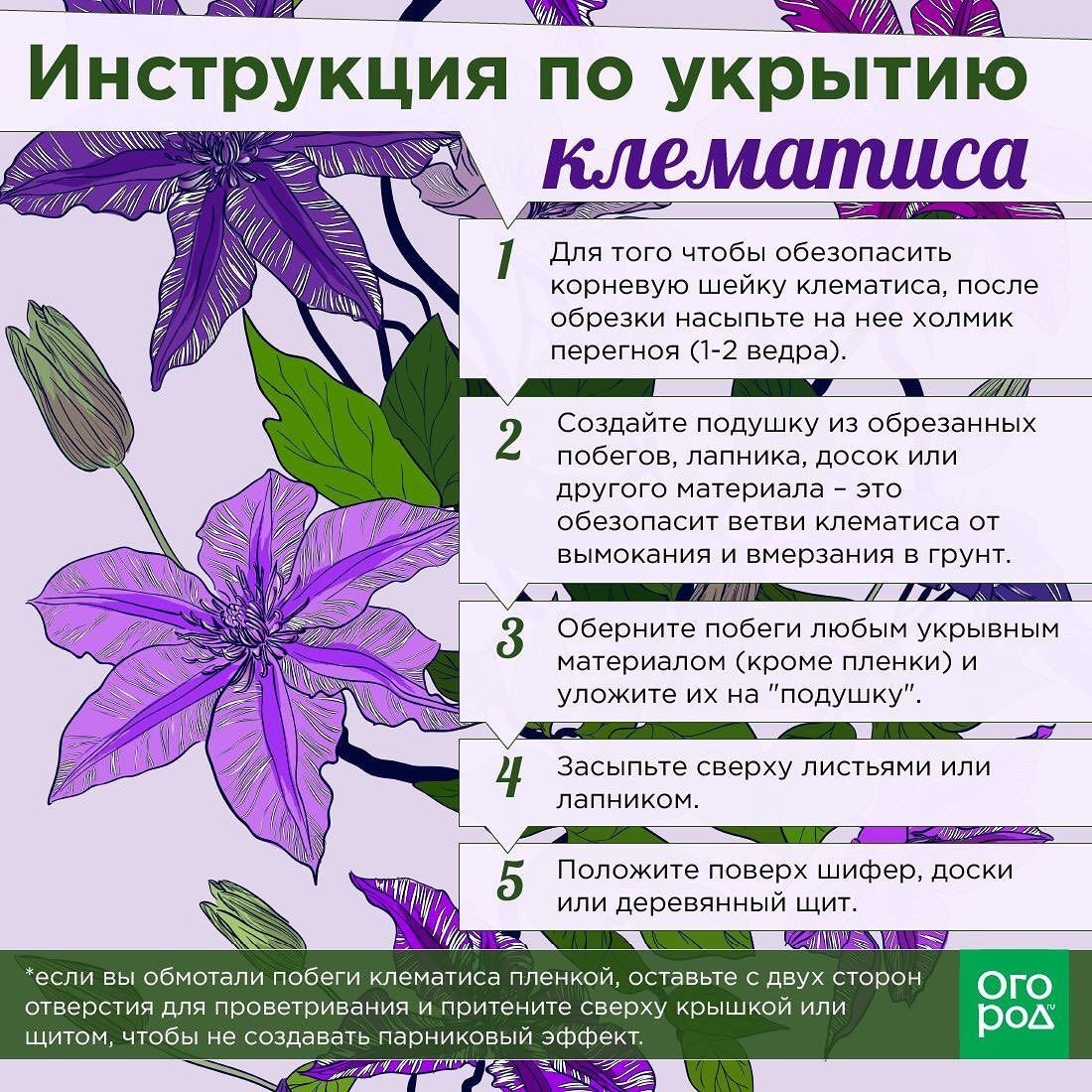 Барбара клематис зона морозостойкости таблица сортов