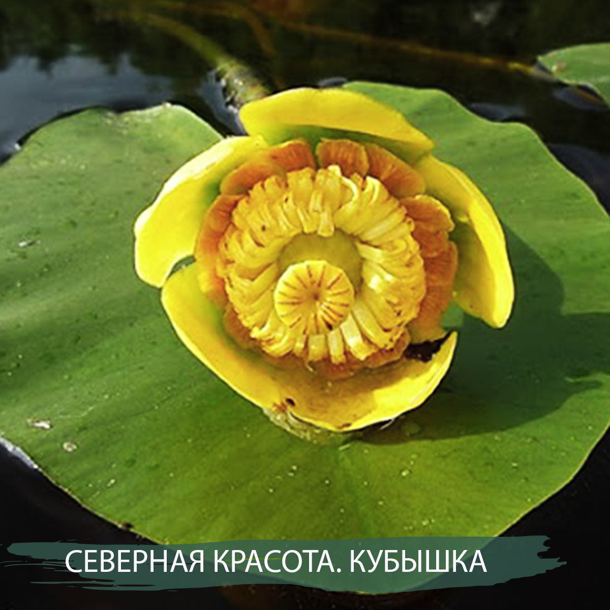 Кубышка (Nuphar)