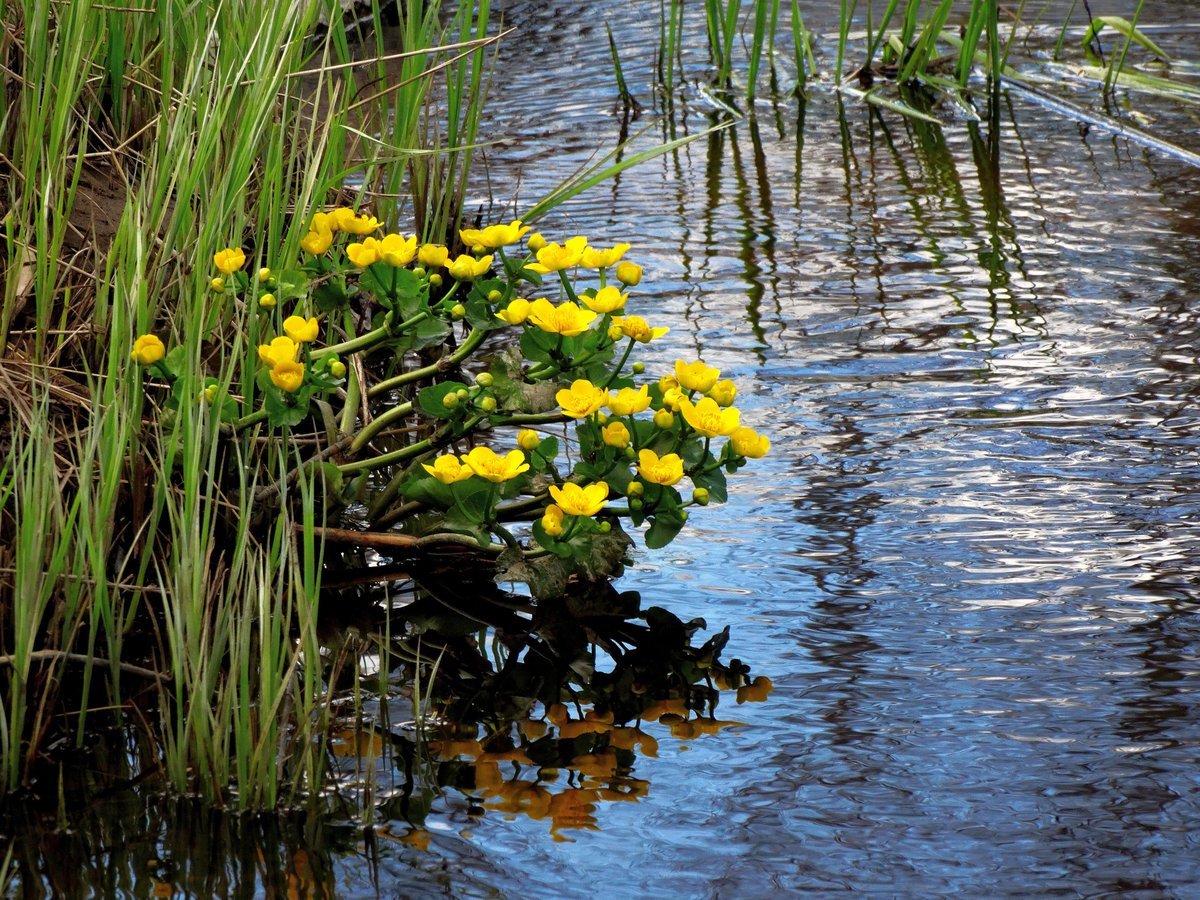 Купальница водяная