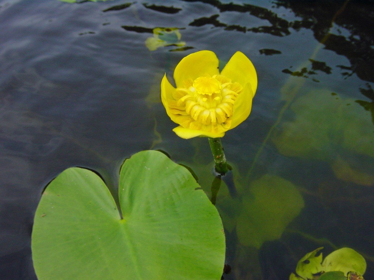 Кубышка желтая (Nuphar lutea)