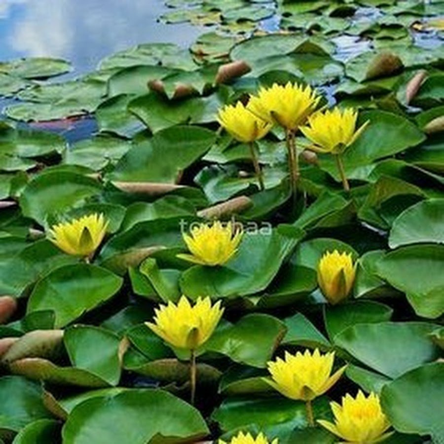 Цветы кувшинка желтая