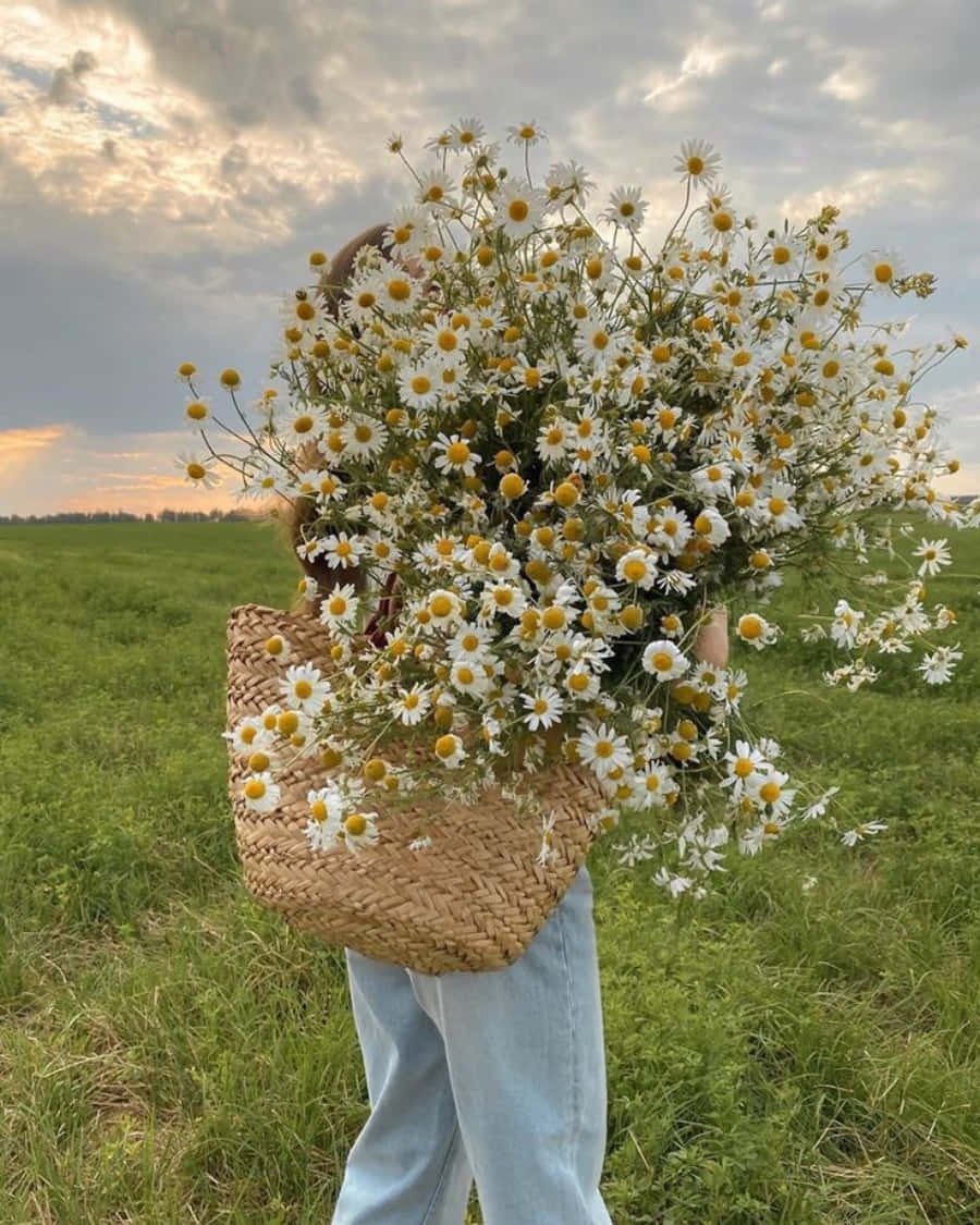 Полевые цветы Эстетика
