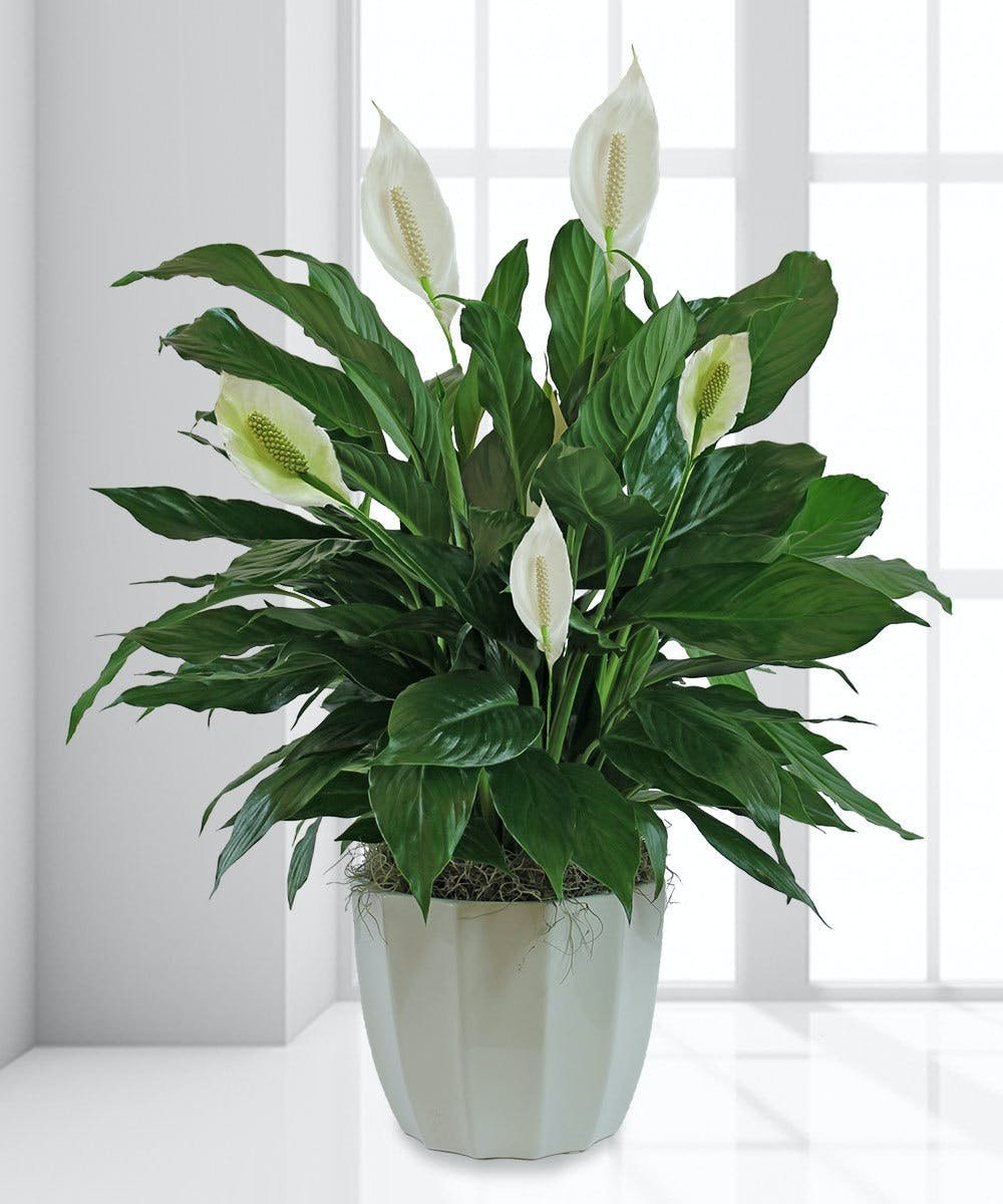 Peace Lily Sympathy Plant