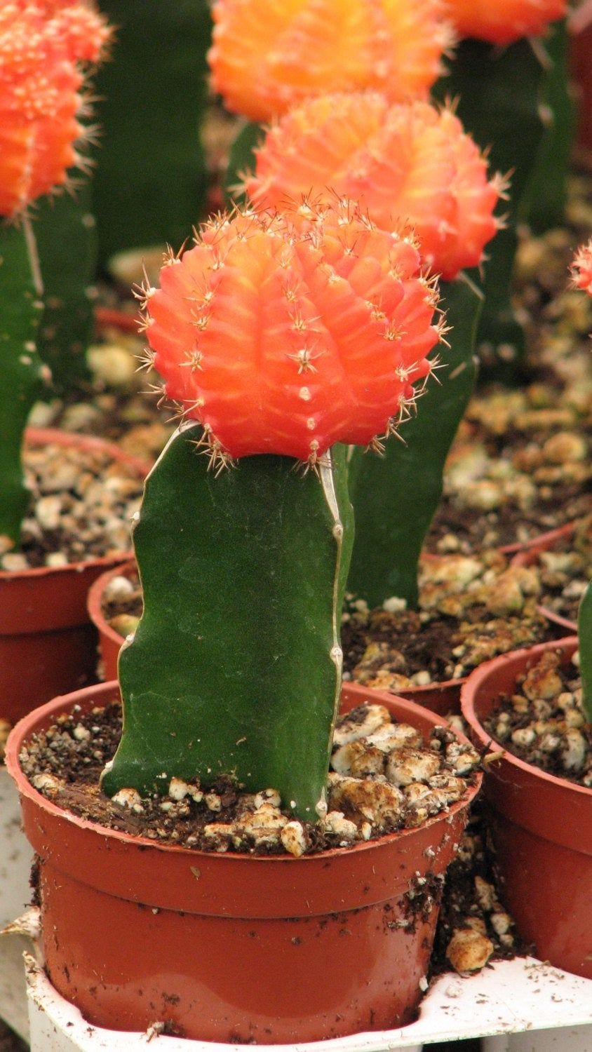 Graft Cactus