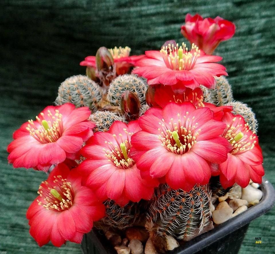 Rebutia Atrovirens