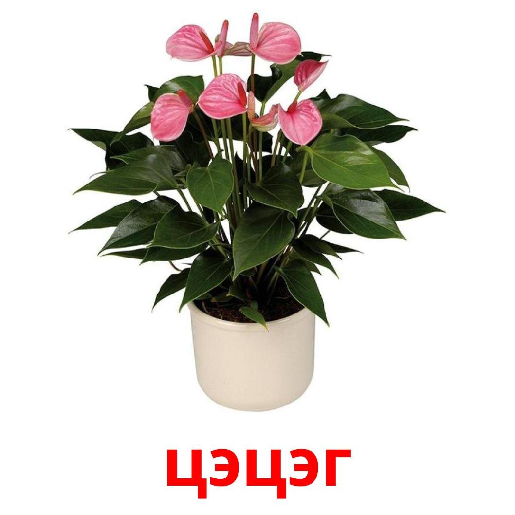 Антуриум Андрианум Туренза