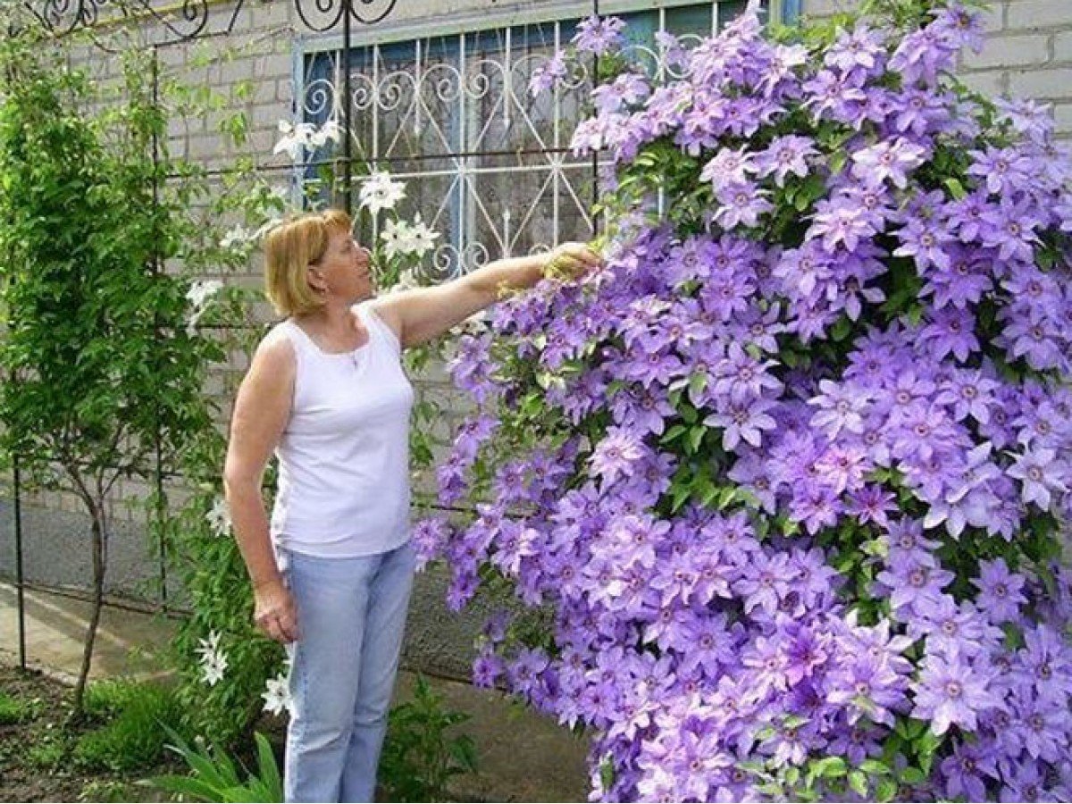 АС клематис Светлана Александровна