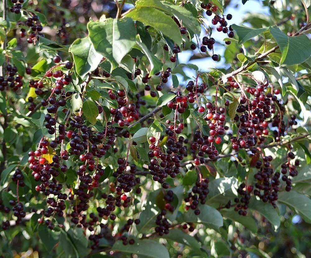 Черемуха виргинская Prunus virginiana