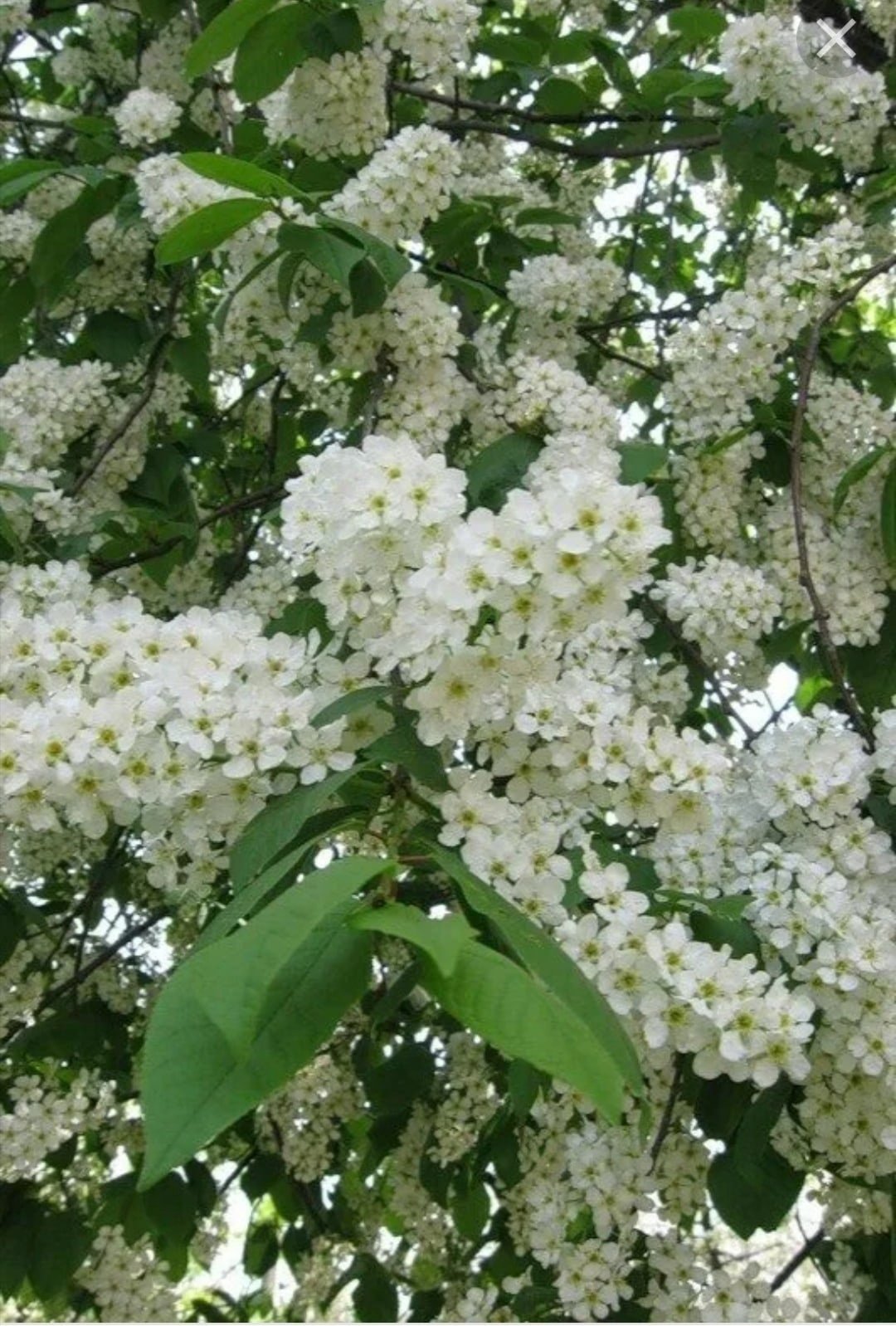 Цветущая черемуха